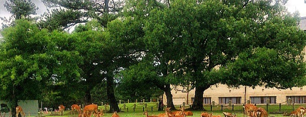 Nara National Museum is one of Japan Trip 2013.