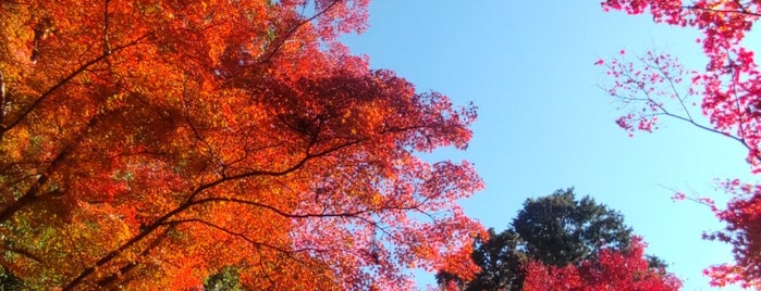 報国山 光明寺 is one of 　「そうだ、京都行こう」紅葉🍁ポスター.