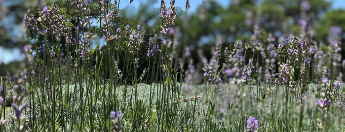 Hill Country Lavender is one of Austin TX.