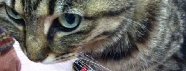 猫に会えるかも