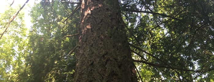 Oldest Douglas Fir In The Arboretum is one of Gespeicherte Orte von Stacy.