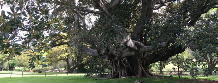 The Big Tree is one of Lugares favoritos de David.