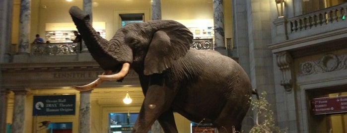 Museo Nacional de Historia Natural del Instituto Smithsoniano is one of Washington DC Museums.