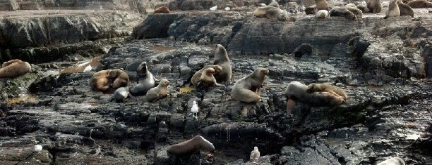 Isla de los Lobos is one of Ushuaia.