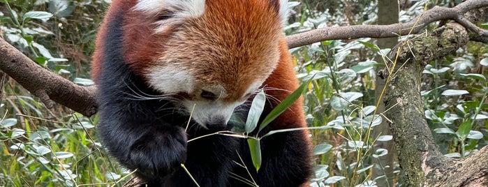 Red Panda is one of Leonardo: сохраненные места.