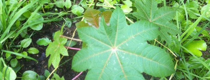 Herbário Comunitário Dos Prazeres is one of Madeira.