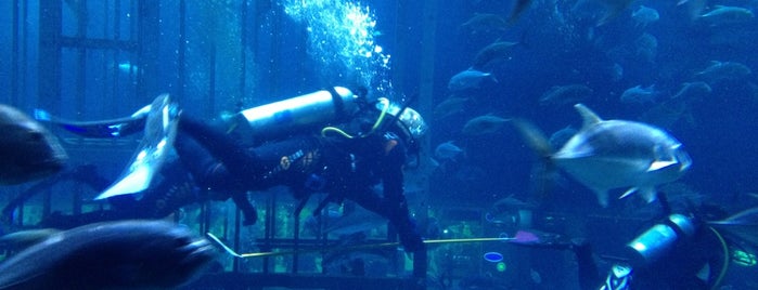 Dubai Aquarium is one of Dubai R.