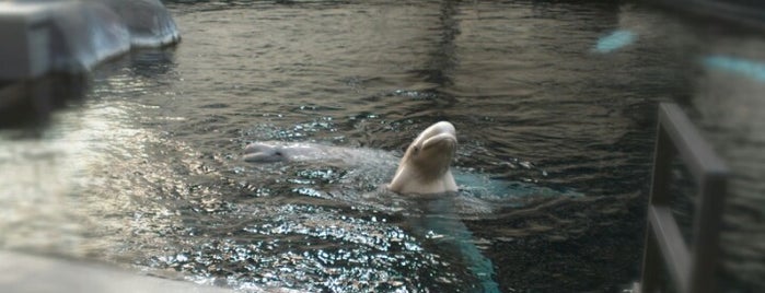 Beluga Tank is one of Chesterさんの保存済みスポット.