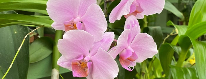 Orchid House - Royal Botanical Gardens is one of Colombo, Sri Lanka.