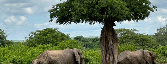Ruaha National Park is one of to visit.