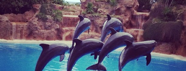 Show Delfines is one of Tenerifes, Spain.