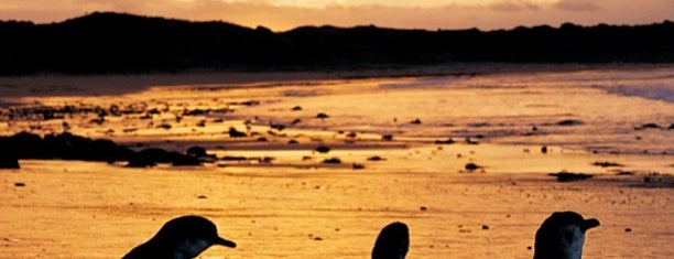 Phillip Island Penguin Parade is one of Australia and New Zealand.