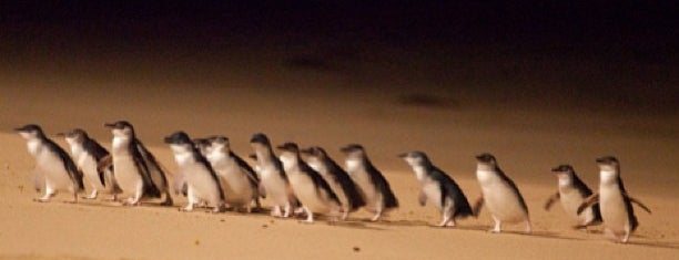 Phillip Island Penguin Parade is one of Австралия.