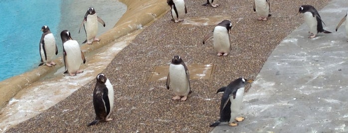 Penguins Rock is one of Locais curtidos por Helen.