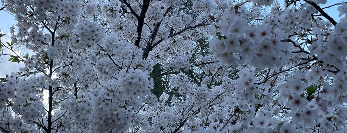 Inokashira Pond is one of Tokyo.