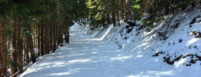 Parcul Național Munții Rodnei is one of Parcuri Naționale și Naturale.