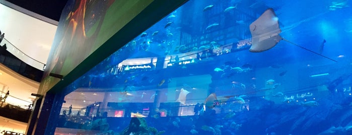 Dubai Aquarium is one of CaliGirl'in Beğendiği Mekanlar.