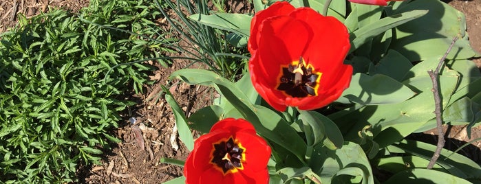 German-American Friendship Garden is one of Germany in DC.