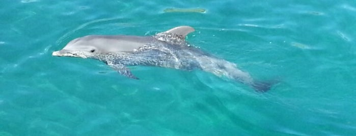 Delphinus Xcaret is one of México (Riviera Maya).