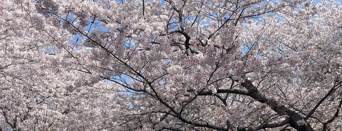 Yeojwacheon is one of Outdoor Activities.