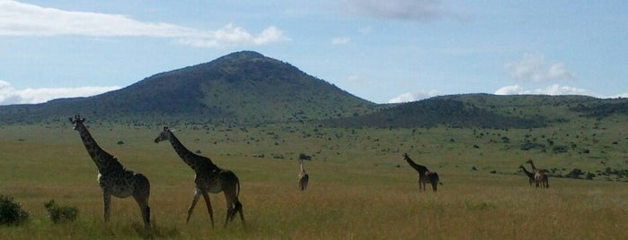 Masai Mara National Reserve is one of Great Spots Around the World.