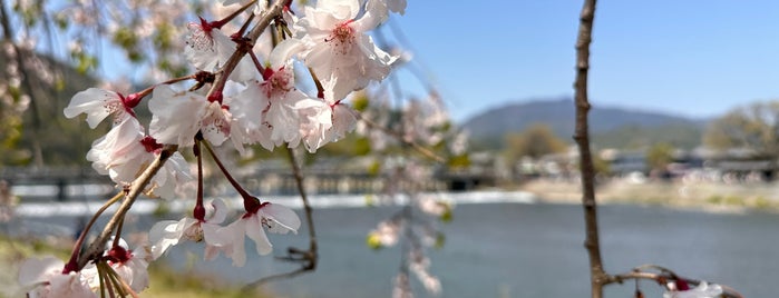 Arashiyama Park Nakanoshima Area is one of Sakura Trip 2017.
