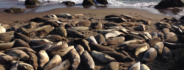 Piedras Blancas Elephant Seal Rookery is one of US 1 - PCH.