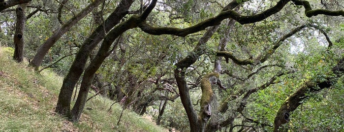 Huckleberry Botanic Regional Preserve is one of Tempat yang Disukai Ryan.