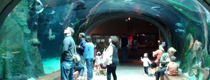 Steinhart Aquarium is one of San Francisco.