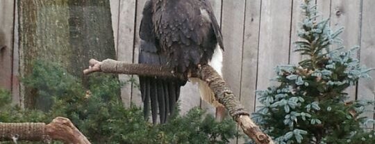 National Aviary is one of Pittsburgh Bucket List.