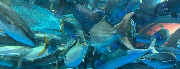 魚津水族館 is one of Top picks for Aquariums.
