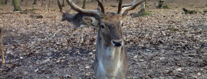 Naturtierpark Granat is one of Tobias’s Liked Places.