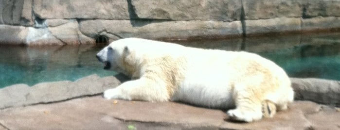 Polar Bear is one of Lori : понравившиеся места.