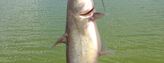 Steve's Fish Farm is one of Sarah : понравившиеся места.