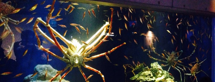 Numazu Deepblue Aquarium is one of Where I've been to.