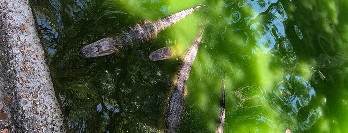 Alligator Rest Area is one of Lugares favoritos de Brandi.