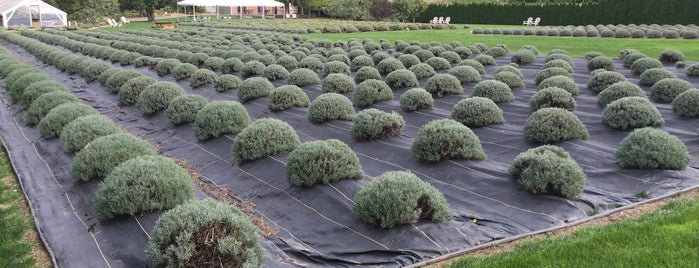 Woodinville Lavender is one of Doug'un Beğendiği Mekanlar.