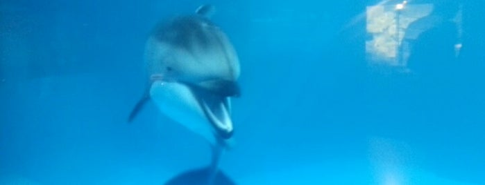 Dolphins @ The Shedd is one of Lugares favoritos de Bee.