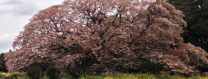 吉高の大桜 is one of Favorites Big things to the future.
