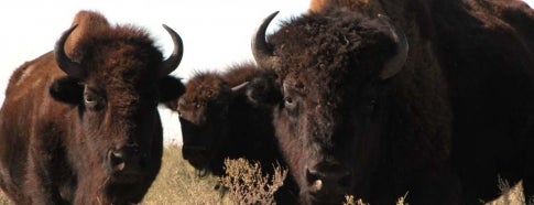 Tallgrass Prairie Preserve is one of Places To See - Oklahoma.
