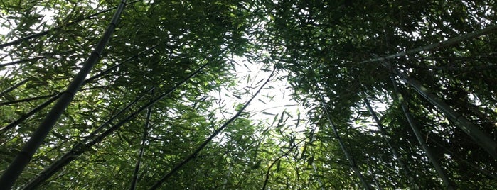 Bamboo Forest is one of East Coast.