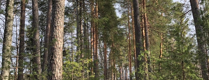 Liesjärven kansallispuisto is one of Kansallis- ja luonnonpuistot.