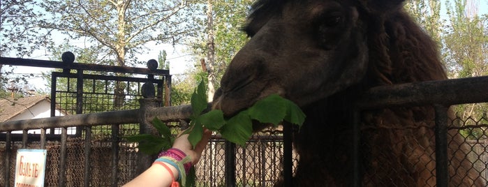 Mykolayiv Zoo is one of Николаев.