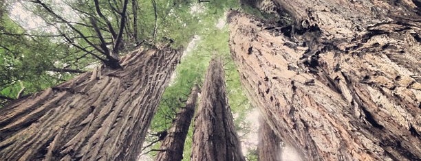 Redwood National Park is one of Lieux qui ont plu à Debra.
