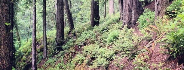 Rogue River - Siskiyou National Forest is one of National Recreation Areas.