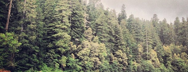 Stout Grove Redwoods is one of Posti che sono piaciuti a Laura.