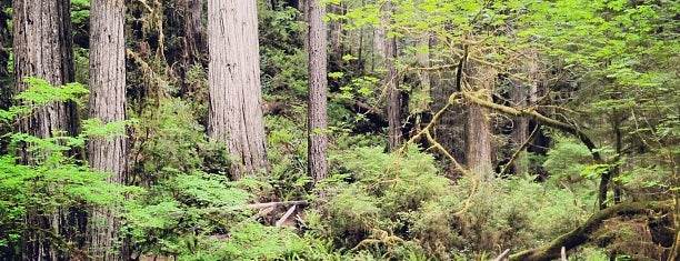 Prairie Creek Redwoods State Park is one of RV vacation.
