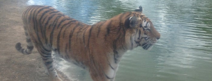 Tiger Enclosure is one of สถานที่ที่ Patrick ถูกใจ.