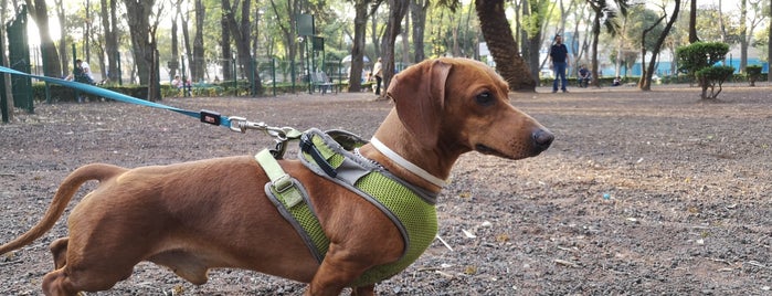 Parque para perros - Parque de los Venados is one of Claudia : понравившиеся места.
