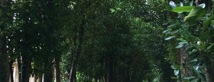 Bise Fukugi Tree Road is one of Dewy'in Beğendiği Mekanlar.